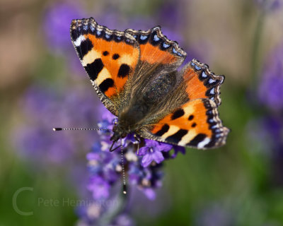 Small Tortoiseshell on lavender