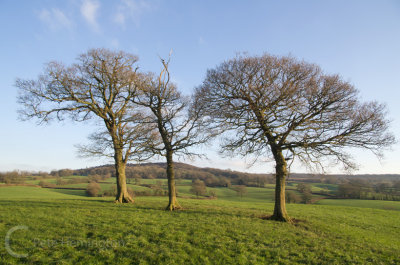 Trees on the Devon Somerset Border
