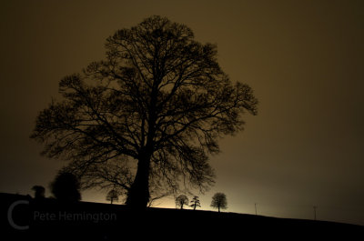 Trees set against urban light in Devon