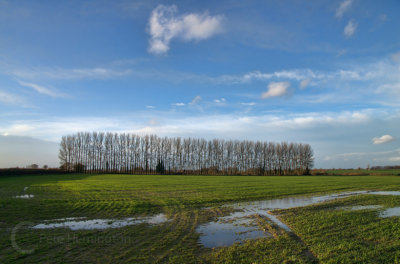 A line of trees near Illminster, Somerset