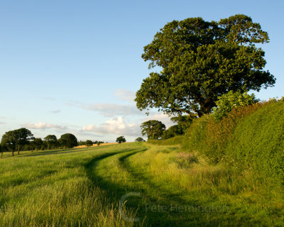 Fields on the path to Paradise Copse Mid Devon UKIMGP5661.jpg