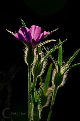 Backlit Corn Cockle