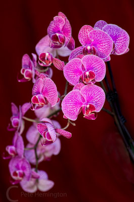 A display of  Orchid flowers