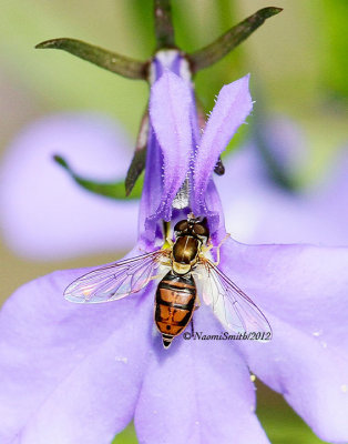 Toxomerus marginatus on Lobelia JN12 #0981