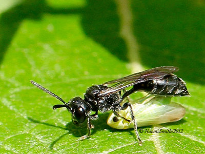 Aphid Wasp - Psenini  JN12 #1167