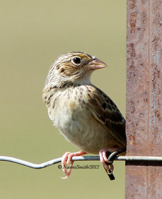 Grasshopper Sparrow JL12 #6067