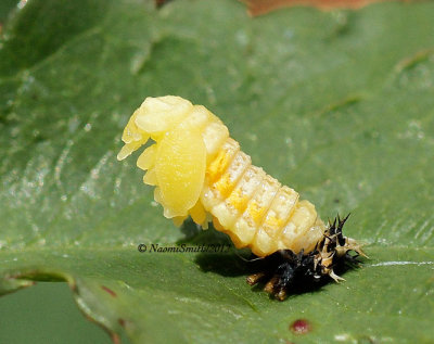 Ladybug Larvae JN12 #9442