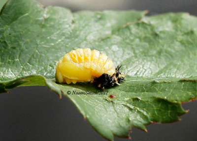 Ladybug Larvae JN12 #9481