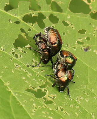 Japanese Beetles AU12 #5184