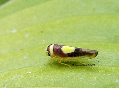 Saddled Leafhopper - Colladonus clitellarius  AU12 #7641