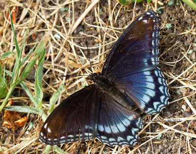 Red-spotted Purple AU12 #7071