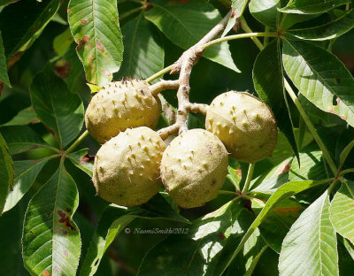 Ohio Buckeye-Aesculus glabra-round fruit AU12 #7591