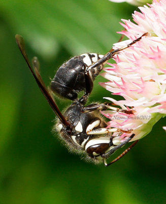 Dolichovespula maculata -Bald-faced Hornet  S12 #9442