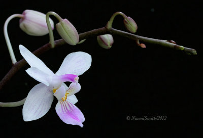 Phalaenopsis lindenii AU12 #7368