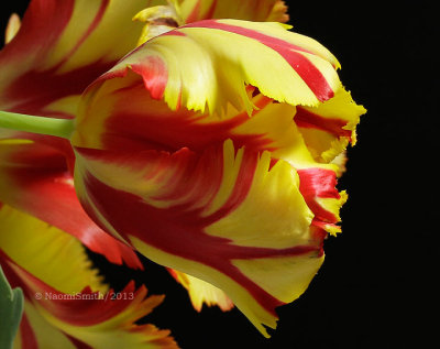 Texas Flame-Parrot Tulip  MR13 #1520