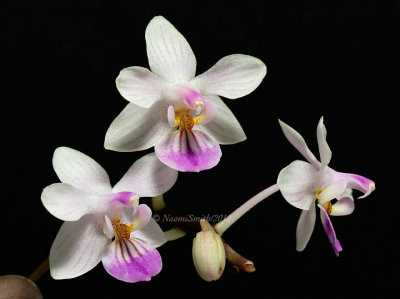 Phalaenopsis lindenii O12 #9829