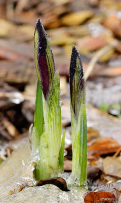 Crocus-Striped Beauty AP13 #2124