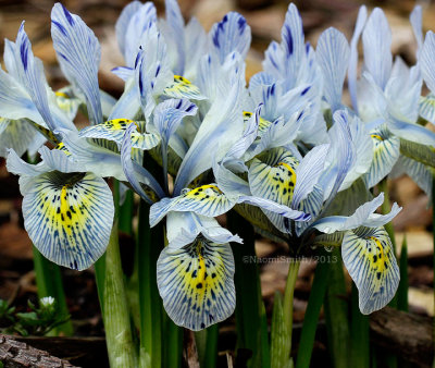 Iris reticulata - Katharine Hodgkin AP13 #2285