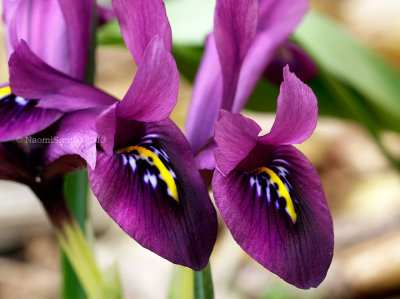 Iris reticulata AP13 #2291
