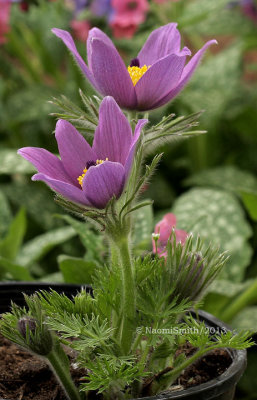 Pulsatilla Pasque Flower MY13 #6040