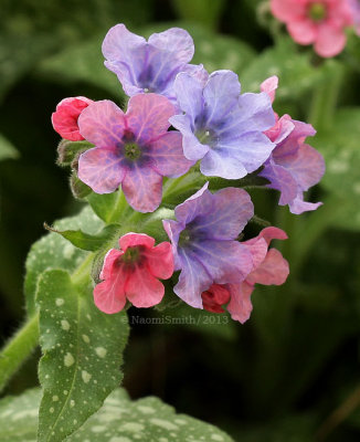 Pulmonaria MY13 #6028