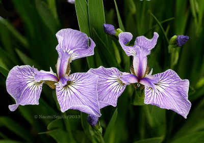 Arctic Iris - Iris setosa var. arctica JN13 #3981