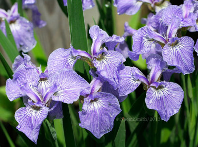 Arctic Iris - Iris setosa var. arctica JN13 #4031