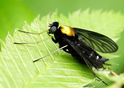Golden-backed Snipe Fly - Chrysopilus thoracicus #JN13 #4774