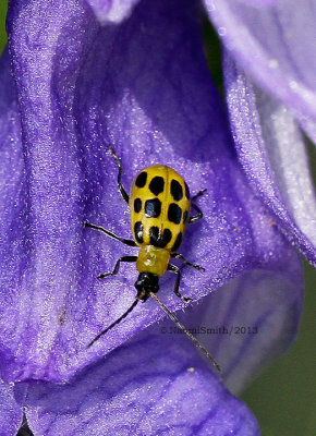 Spotted Cucumber Beetle on Monkshood O13 #4852