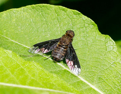 Bee Fly - Hemipenthes sinuosa  JN13 #5564