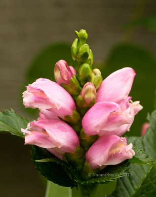 Chelone lyonii - Hot lips - Turtlehead S13 #3058