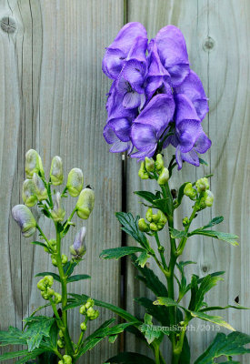 Monkshood S13 #4399