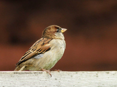 House Sparrow - Male  S13 #4661