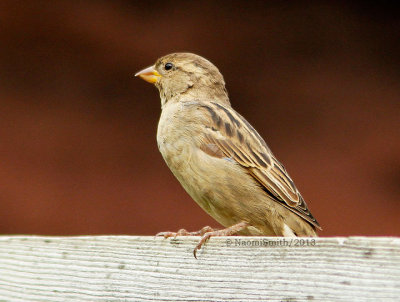 House Sparrow - Female S13 #4666