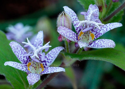 Japanese Toad Lily - Tricyrtis hirta Miyazaki  O13 #5201