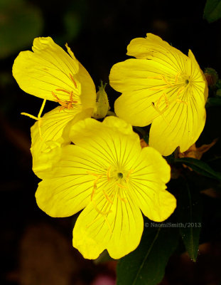 Sundrops - Oenothera fruticosa JL13 #7983