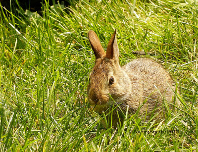 Eastern Cottontail - young Sylvilagus floridanus  AU13 #2206