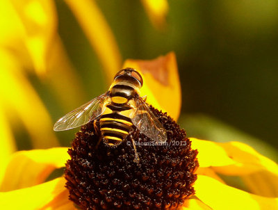 Eristalis transversa AU13 #2245