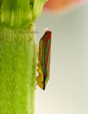 Graphocephala coccinea AU13 #2023