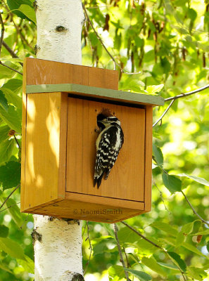 Downy enlarging the nest box hole  AU13 #1523