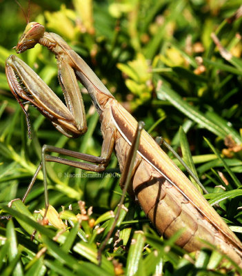 Praying Mantis 0891a 2006