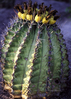 Barrel Cactus with Seed Pods (MEXPHO)