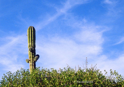 Cardon Cactus Baja California Sur  (MEXPHO)