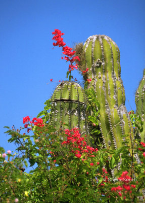 Cactus Closeup  Baja California Sur (MEXPHO)