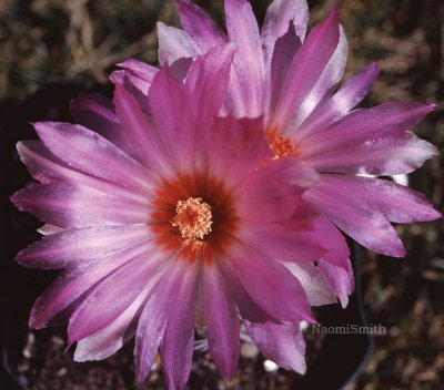 Mamillaria-flower (MEXPHO).