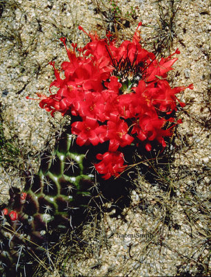 Mammillaria poselgeri (MEXPHO)