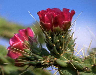 Cholla (MEXPHO)