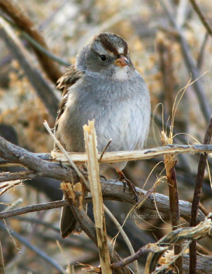 White-crowned Sparrow - imm.  Jan 14/06