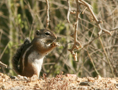 Harris Antelope Squirrel  #0259 Jan 22/06