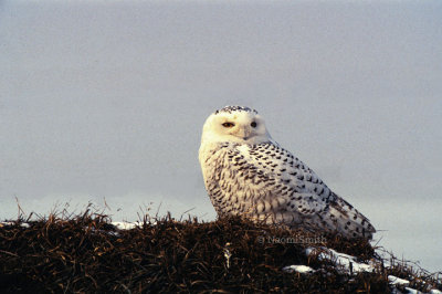 Snowy Owl-Scan.
